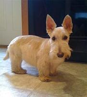 scottishterriers