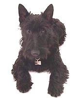 scottishterrier arcaute
