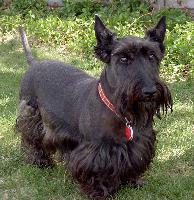 scottishterrier bell