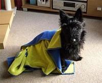 scottishterrier devonport