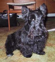 scottishterrier fitzgerald