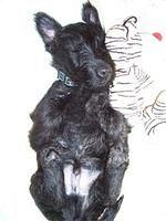 scottishterrier hansen