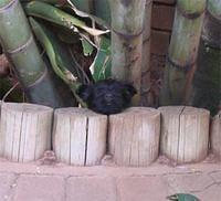 scottishterrier plessis