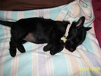 scottishterrier worland