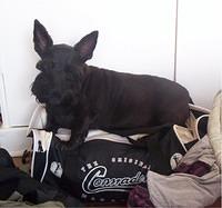 sealyhamterrier baynes
