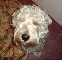 sealyhamterrier herbert