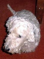 sealyhamterrier scott