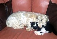sealyhamterrier west