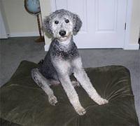 shepadoodles