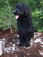 shepadoodle bennett