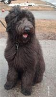 shepadoodle koebel
