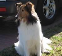 shetlandsheepdogs