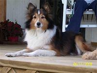 shetlandsheepdog gibson