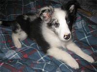 shetlandsheepdog mcquire