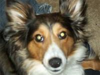 shetlandsheepdog summey