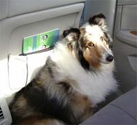 shetlandsheepdog swindle