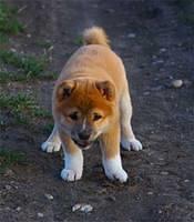 shibainus