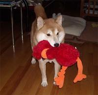 shibainu cook