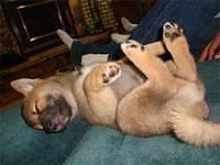shibainu detterline