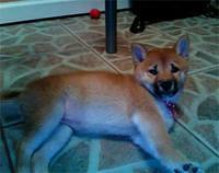 shibainu payne