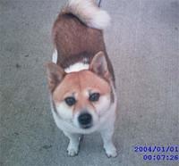 shibainu prince