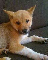 shibainu remling