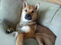 shibainu roberts