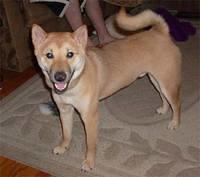 shibainu roddy