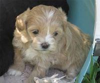 shihpoos