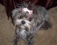 shihpoo dickerson