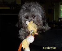 shihpoo hatfield
