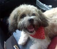 shihpoo king