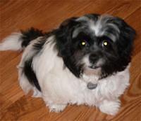 shihpoo moss