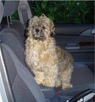 shihpoo nembhard