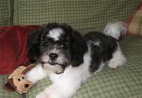 shihpoo purvis2