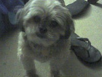 shihpoo rademacher