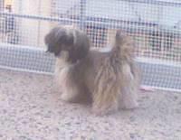 shihtzus