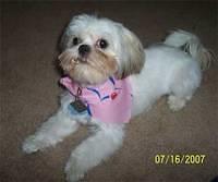shihtzu bickel