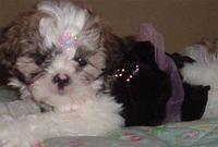 shihtzu jones