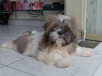 shihtzu lakasa