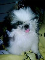 shihtzu lee3