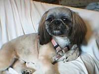 shihtzu lopes