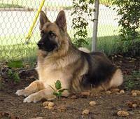 shilohshepherds