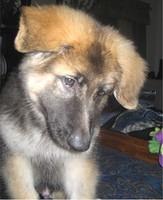 shilohshepherd hansen