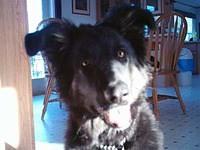 shilohshepherd ringstrom