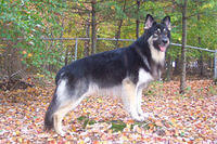 shilohshepherd schleifer
