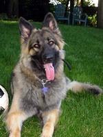 shilohshepherd schuele