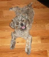 shorkie gray