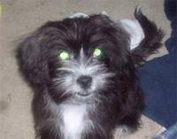 shorkie hartmann