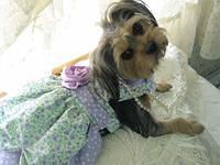 shorkie lundblad